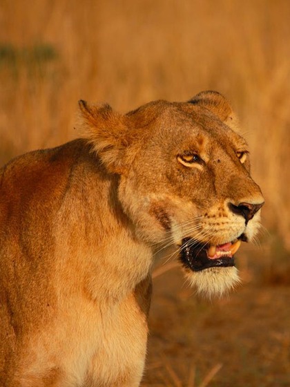 Kruger National Park, South Africa