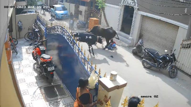 a street cow attack school student at chennai video goes viral