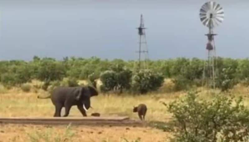 Baby Buffalo chasing an elephant elephant chose to back away rlp