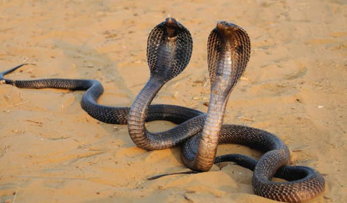 snake catcher pours on cobra head gives them a bath and catch, video goes viral - bsb