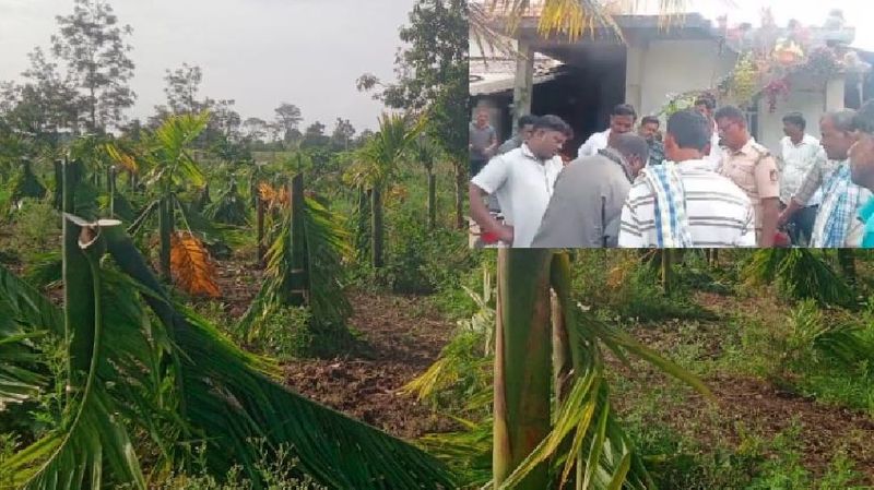 miscreant destroyed arecanut trees because the young woman refused marry him at mysuru rav