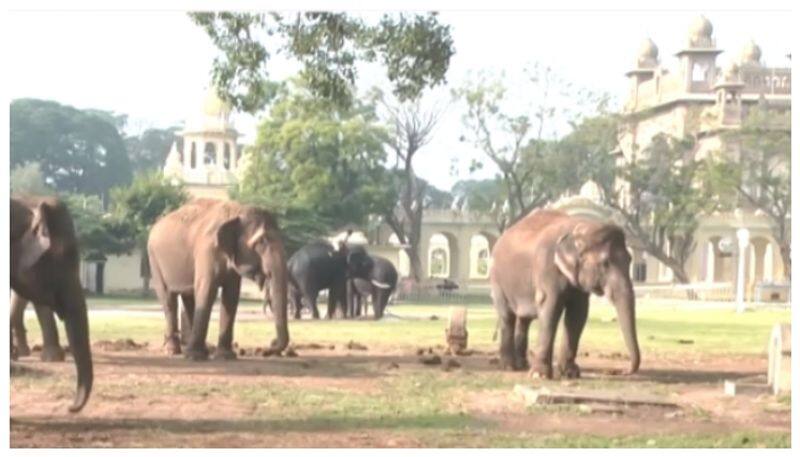 Mysore Dasara 9 elephants come in frist phase nbn