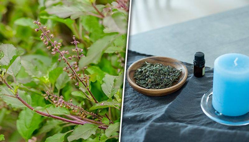 Making tulsi oil at home: 6 simple steps for improved hair growth LMA