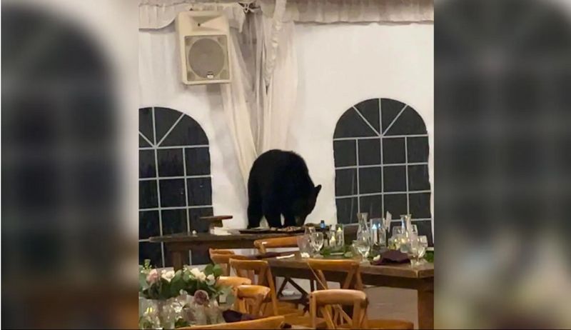 Uninvited guest: Bear crashes Colorado wedding. steals guests' desserts snt