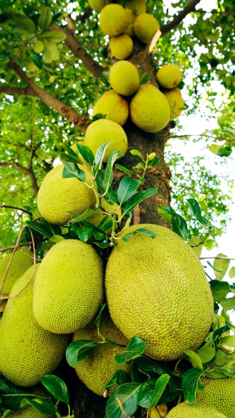 Health benefits of eating jackfruit