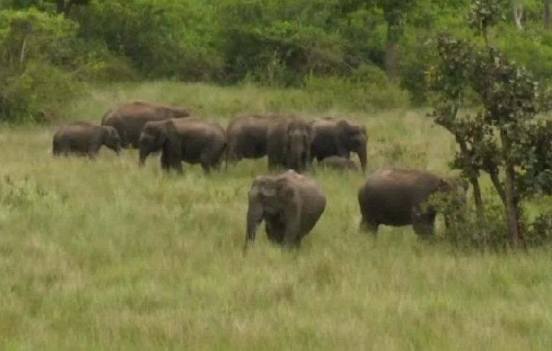 highest number of elephants in chamarajanagar in karnataka gvd