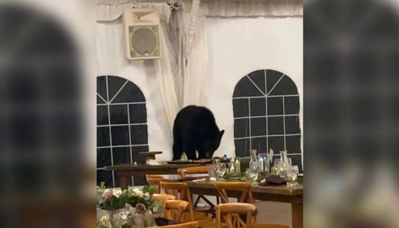 bear entered in wedding celebration and the photo going viral hyp