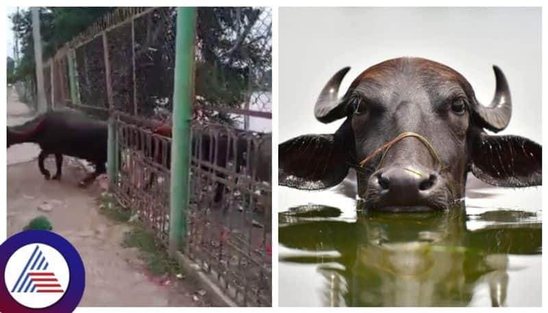 Kalaburagi  Municipal Corporation registered FIR   against a man who bathed the buffaloes in  appa lake gow