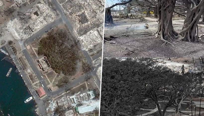 WATCH: 150 year old banyan tree, imported from India and largest in US, charred by Hawaii wildfires