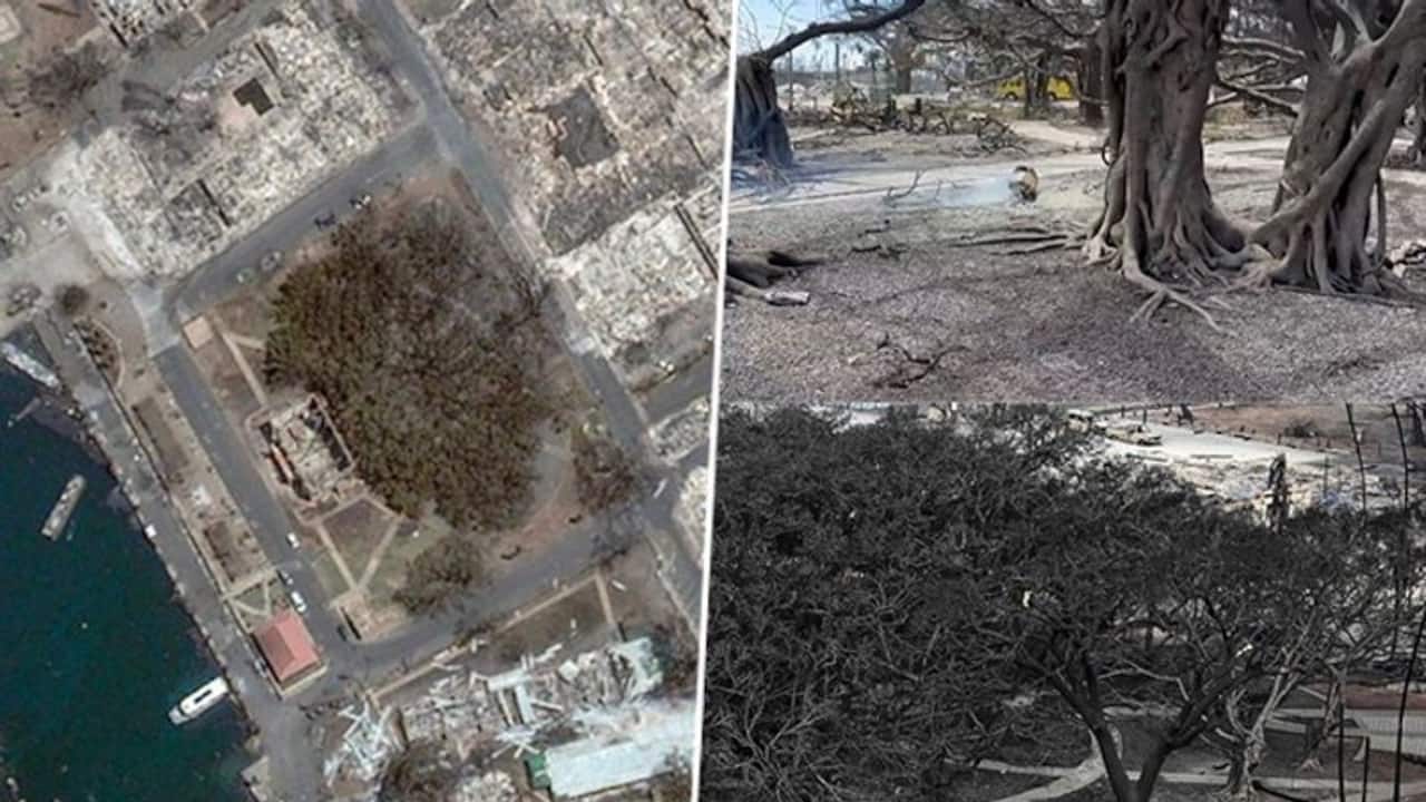 WATCH: 150 year old banyan tree, imported from India and largest in US, charred by Hawaii wildfires