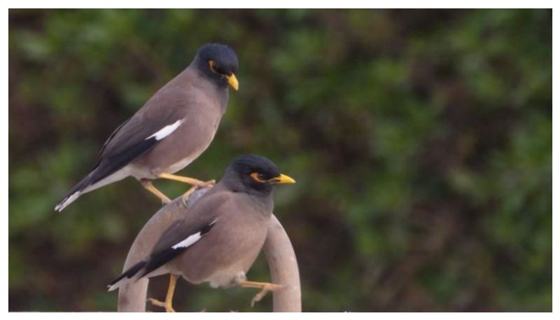 gulf news authorities clarifies that Indian myna bird poses no threat to kuwait environment rvn