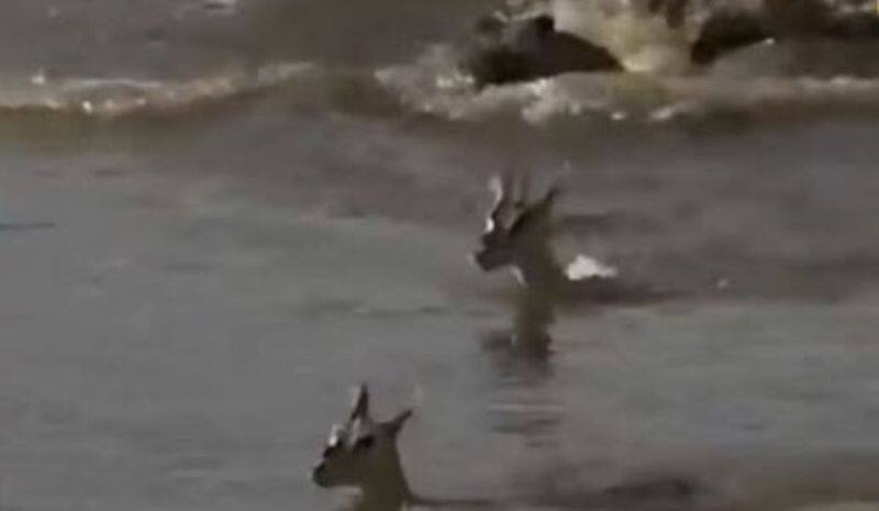 mother deers tear jerking sacrifice to save fawn from crocodile makes internet emotional viral video xadm