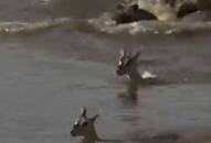 mother deers tear jerking sacrifice to save fawn from crocodile makes internet emotional viral video xadm