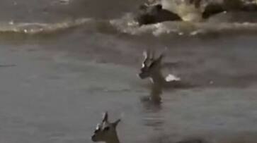 mother deers tear jerking sacrifice to save fawn from crocodile makes internet emotional viral video xadm