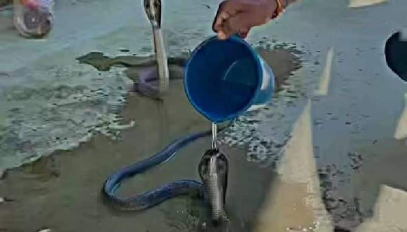 man giving bath to cobra viral video Sintu Cobra caretaker rlp