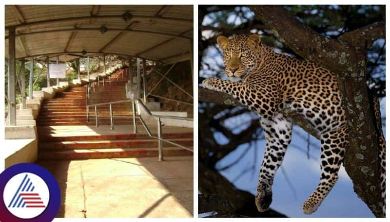 A 5th leopard was trapped in a cage set up by the forest department in the Tirupati hills Kak