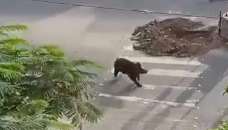 public request forest department to control bears roaming in residential areas in Nilgiris vel