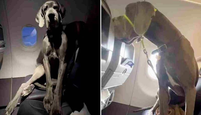 WATCH US man books three plane seats to fly his great dane, amazes passengers snt