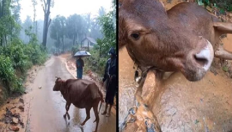 biker saving cow stuck in  mud rlp