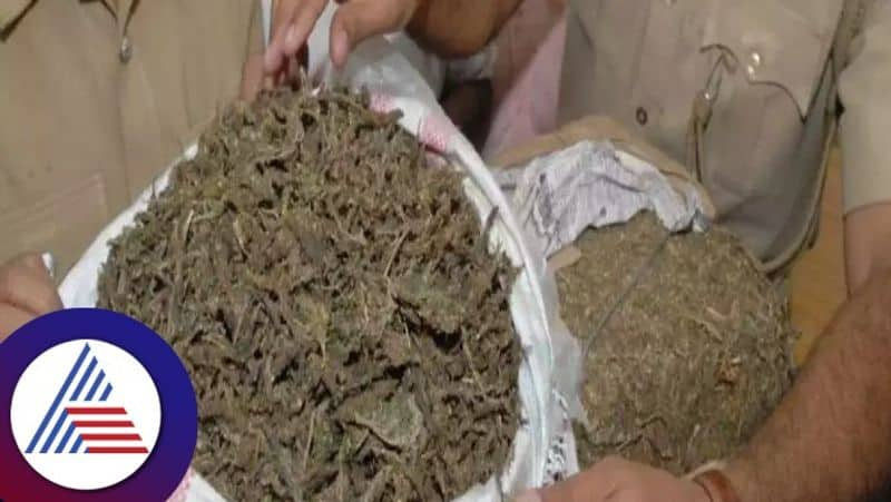 Marijuana peddlers arrested in Tirthahalli at shivamogga crime rav