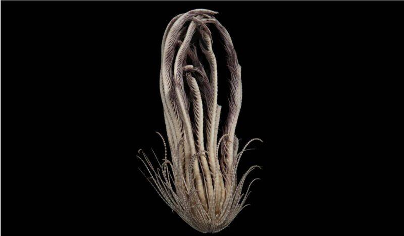 Startling discovery: Strawberry-like underwater species with 20 arms found in Antarctic Ocean snt