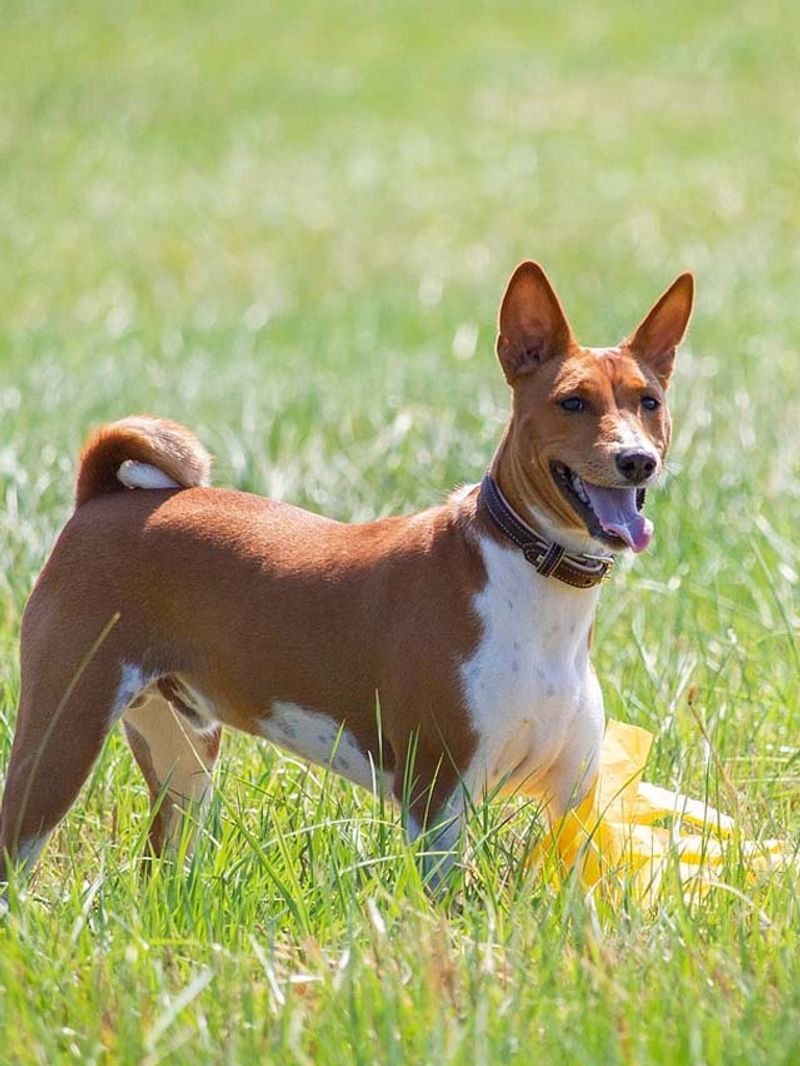 It is Singapore Parry Field poisoned! 2 dogs died in succession dee