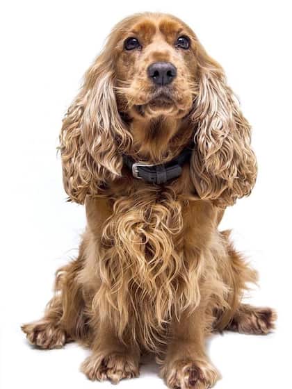 Cocker Spaniel