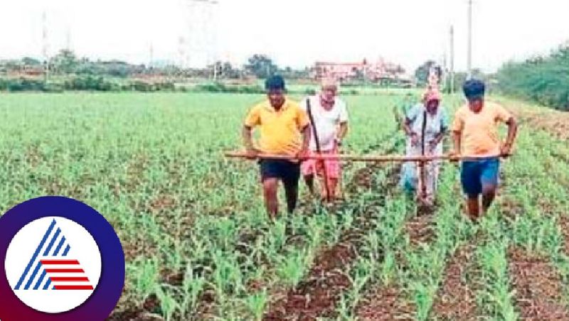 A farmer who plowed using his wife and grandchildren instead of oxen at ranebennur rav