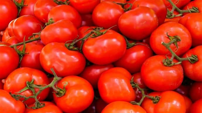 Tomato Price today