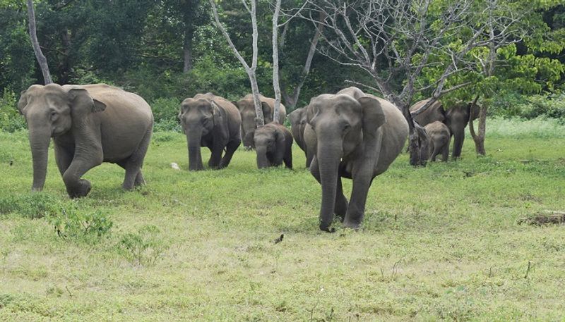 Mandya  elephant left in  Kattedoddi  village  snr