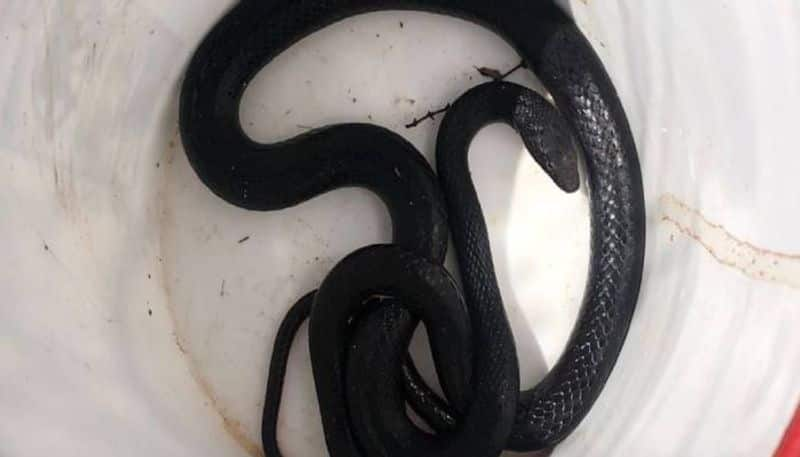 Arizona woman shocked after discovering a snake in her toilet rlp