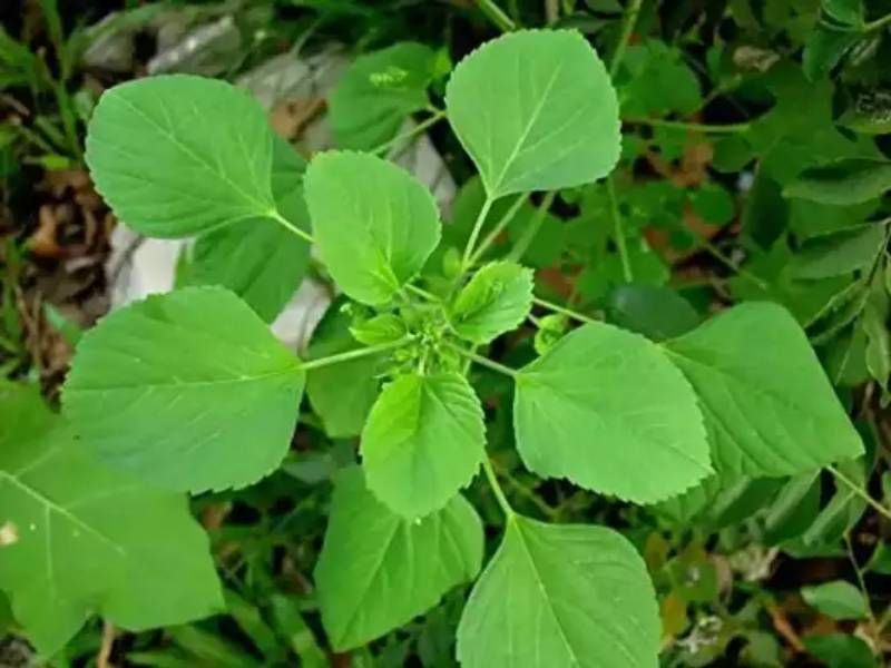 One leaf is the solution to many problems.. Are there so many benefits in Kuppaimeni leaf?