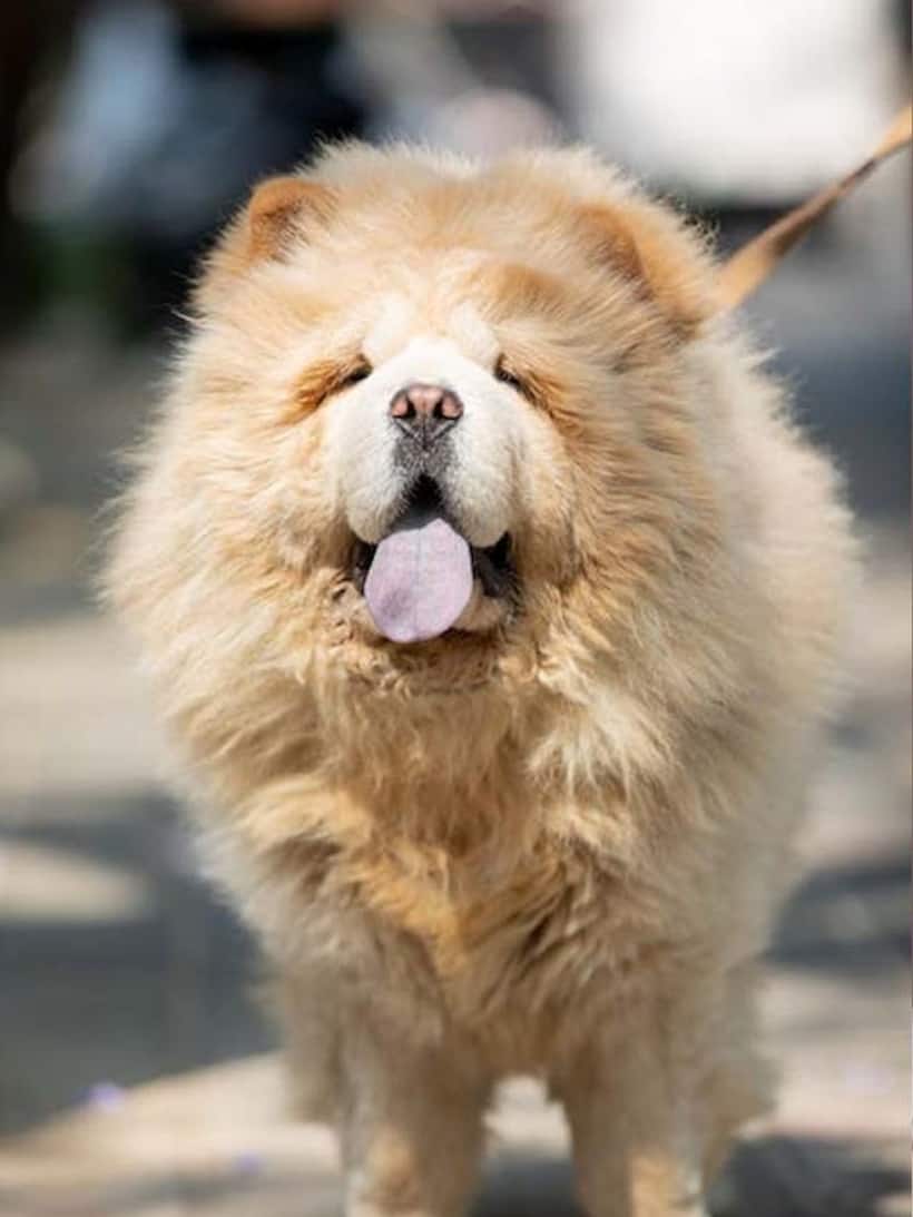 Pet Dog: అమానుషం..పెంపుడు కుక్కపై  యాసిడ్ దాడి.. అసలేం జరిగింది? 