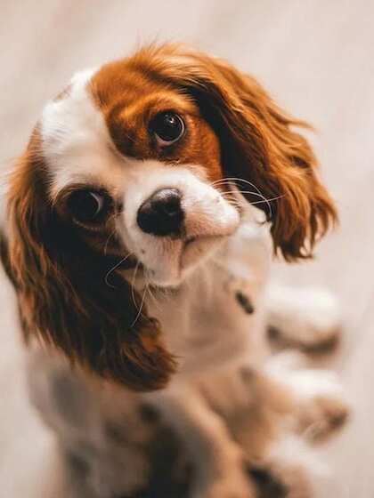 Cavalier King Charles Spaniel