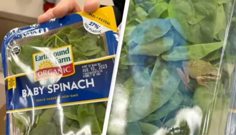 woman found live frog inside spinach packet hyp