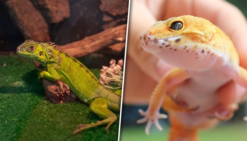 Chennai Airport Customs arrest man who smuggle 402 baby iguana from Thailand ckm