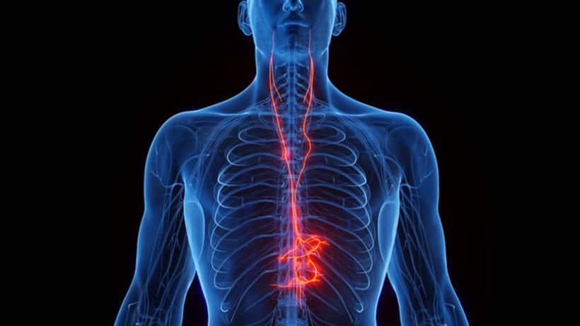 Everything to know about 'Vagus Nerve' and how it benefits you