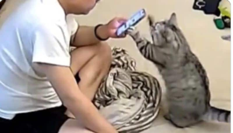 cat politely asks human to put down phone and pet it video ppp