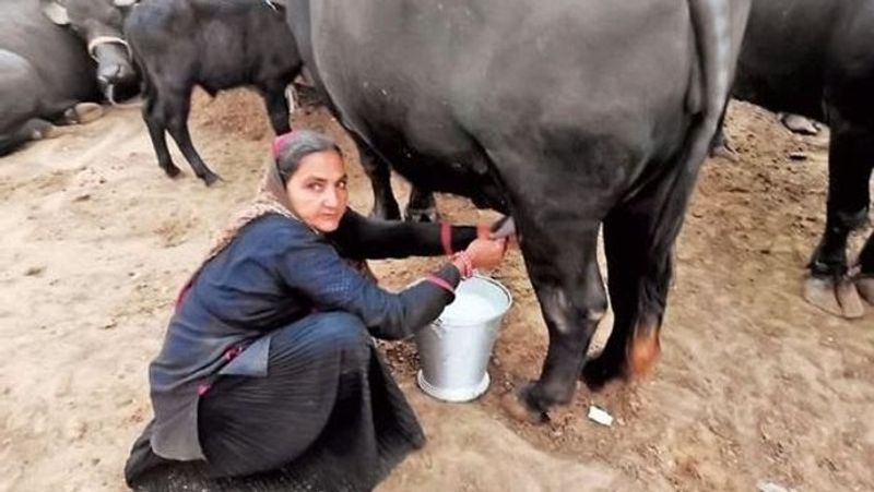 woman who never attended school built dairy business earned over Rs 1 crore yearly; Navalben Dalsangbhai Chaudharysuccess story rsl