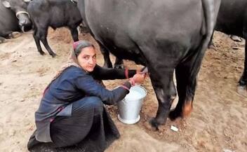 woman who never attended school built dairy business earned over Rs 1 crore yearly; Navalben Dalsangbhai Chaudharysuccess story rsl