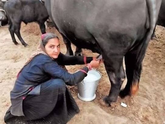 woman who never attended school built dairy business earned over Rs 1 crore yearly; Navalben Dalsangbhai Chaudharysuccess story rsl