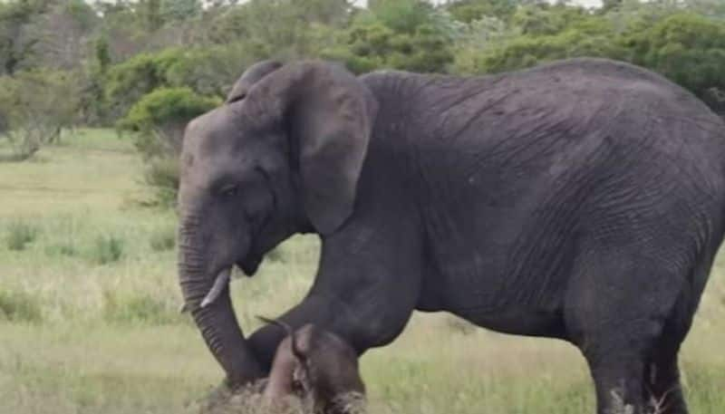 Mama Elephant teaching her baby elephant to stand video rlp