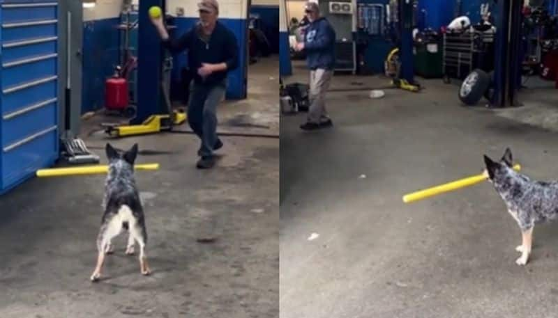 pet dog playing cricket with its owner hyp