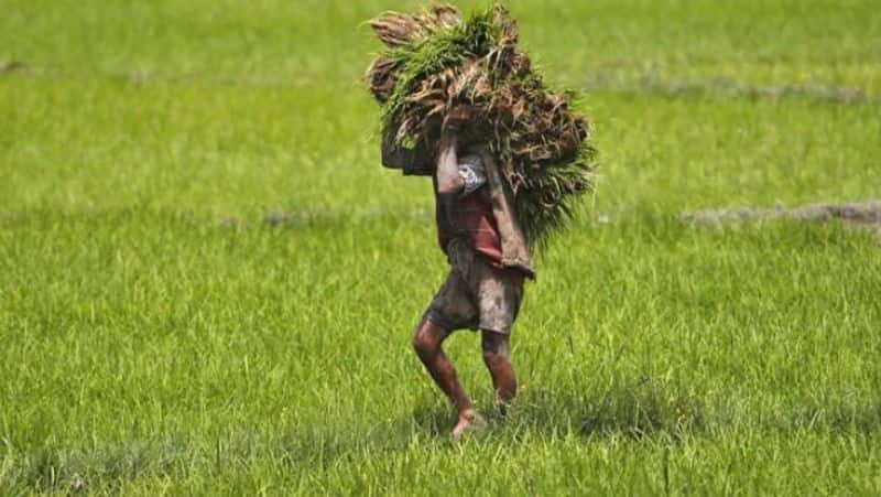 young girls women not interested in marrying karnataka farmers, please resolve farmer leaders request karnataka cm siddaramaiah kms