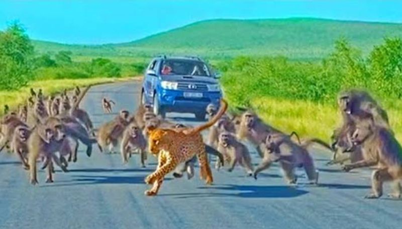 monkeys attacking leopard rlp