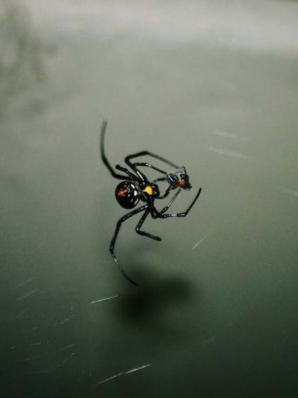 Black Widow Spider