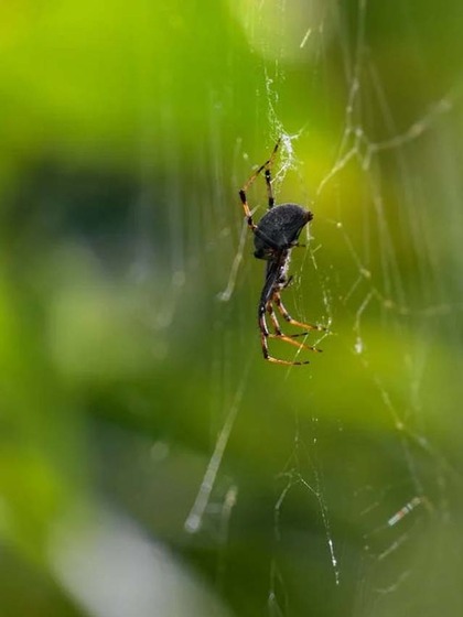 Sydney Funnel-Web Spider