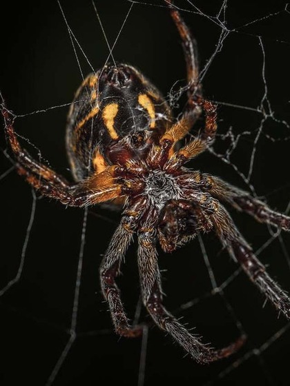 Brazilian Wandering Spider