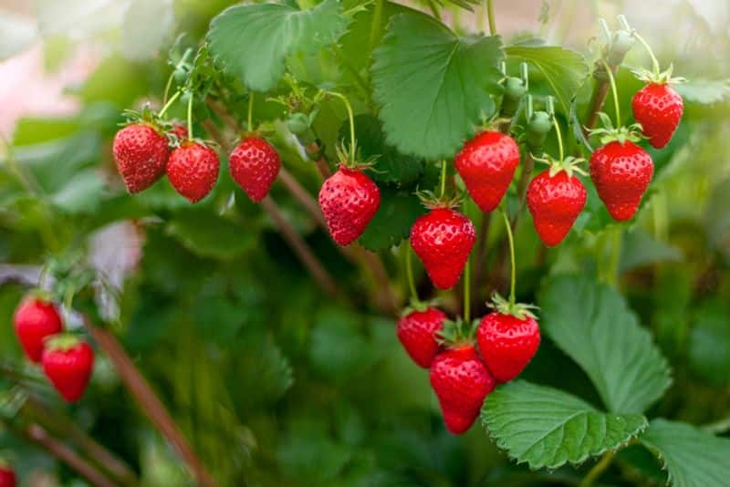 Can strawberry help in reducing diabetes: Kow the truth ADC EIA