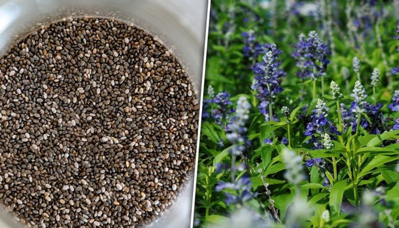 Follow these 6 simple steps to cultivate chia seed plants in your home garden LMA